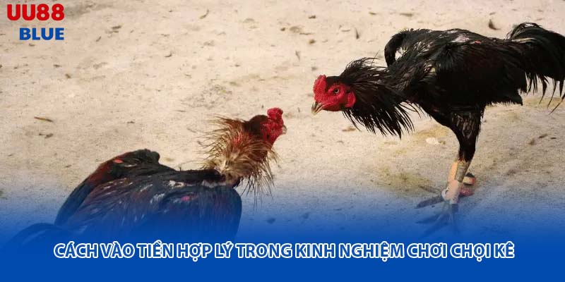 Trước khi đi vào các mẹo quan trọng khác, chúng tôi cần nhấn mạnh rằng không có chiến kê nào bất bại