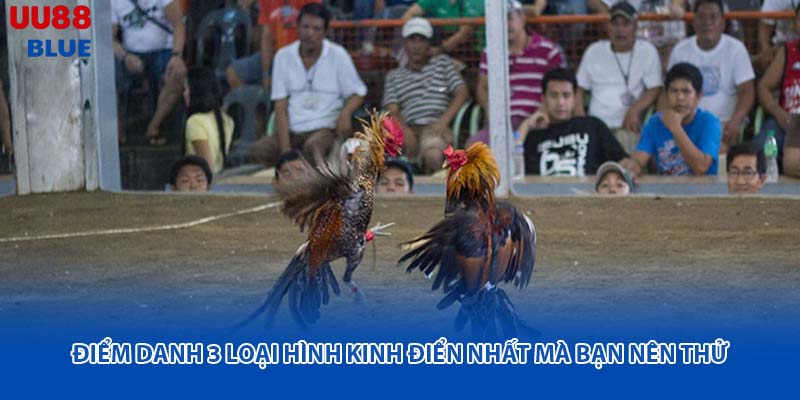 Đá gà cựa sắt là hình thức thi đấu phổ biến, nơi những chiến kê được tuyển chọn kỹ về trọng lượng và thể lực