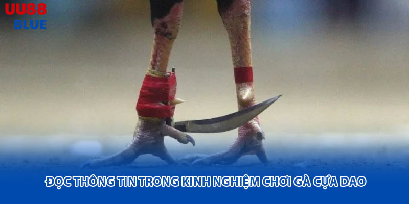 Không ít người mất tiền vì vội vàng đặt cược mà không dành thời gian để phân tích kỹ thông tin từng cặp gà.
