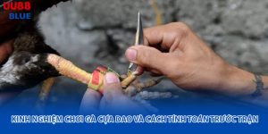Kinh nghiệm chơi gà cựa dao giúp bạn chọn trận chuẩn, vào tiền hợp lý và phân tích phong độ gà hiệu quả ngay từ trước khi đặt cược.