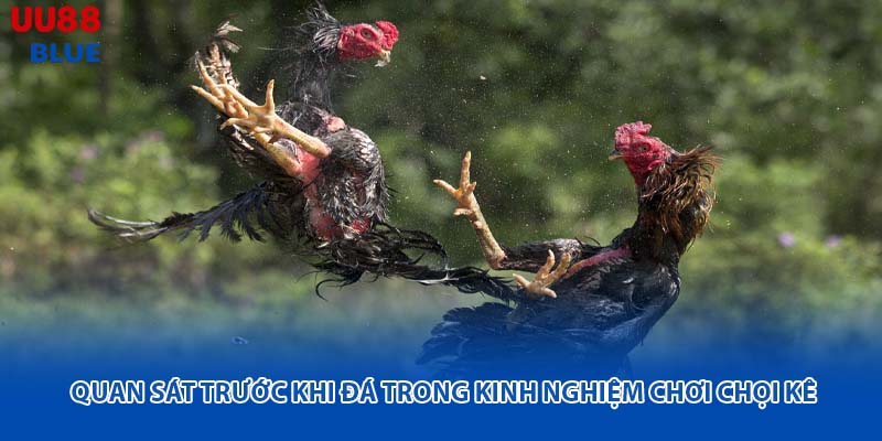 Một số người có kinh nghiệm cho rằng, nếu gà giữ đuôi cân đối, đầu ngẩng vừa phải thì thể trạng đang ở mức ổn định.